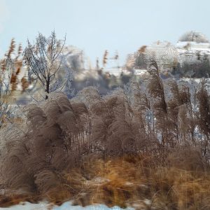 Fly By Snow in Field